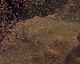 國(guó)家地理：大白鯊的長(zhǎng)途冒險(xiǎn)旅程